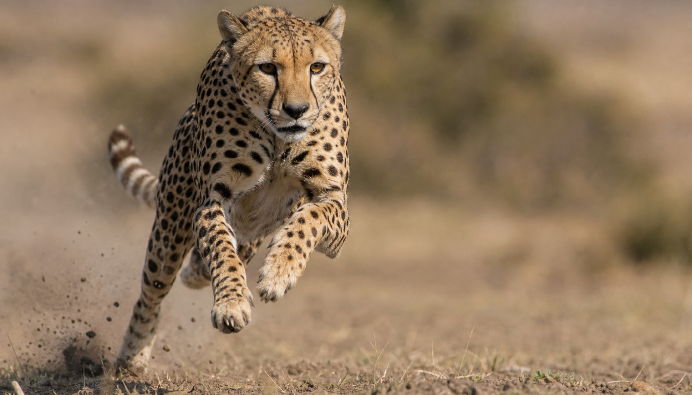 Le guepard